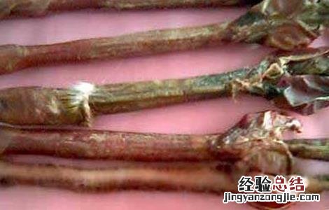鹿鞭泡酒的最佳配方 人参鹿鞭泡酒的最佳配方