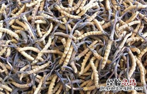冬虫夏草怎么吃补肾效果最好 冬虫夏草怎么吃补肾