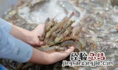 怎么挑选对虾最好 怎么挑选对虾
