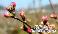 樱桃开花了可以剪枝吗 樱桃开花了还能剪枝吗