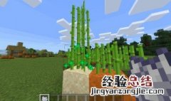 迷你世界 甘蔗 迷你世界甘蔗怎么种植