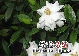 栀子花的功效与作用及禁忌 栀子花的功效与作用及禁忌的功效与作用