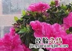 杜鹃花的养殖方法与注意事项 杜鹃花养殖方法与技巧