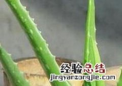 长叶芦荟的养殖方法和注意事项 长叶芦荟的养殖方法和注意事项