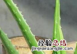 长叶芦荟的养殖方法和注意事项 长叶芦荟的养殖方法和注意事项