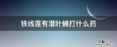 铁线莲有潜叶蝇打什么药 铁线莲潜叶虫