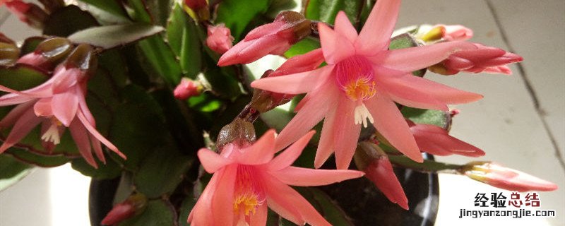 假昙花种植方法和时间 昙花的种植方法