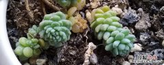 姬星美人种植方法和时间 姬星美人什么时候开花