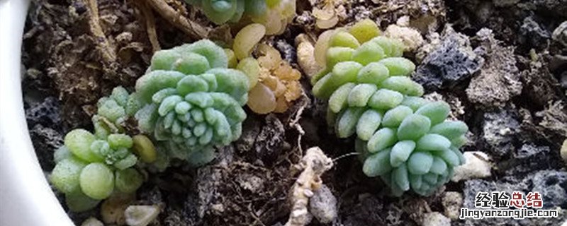 姬星美人种植方法和时间 姬星美人什么时候开花