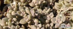 姬秋丽的养殖方法 姬秋丽种植方法和时间
