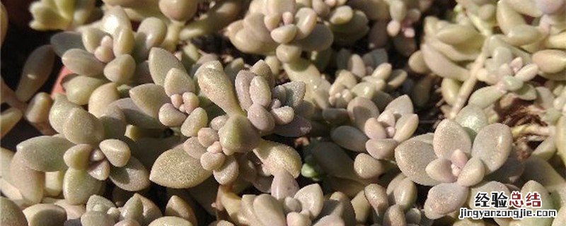 姬秋丽的养殖方法 姬秋丽种植方法和时间