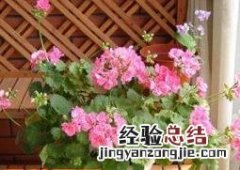 天竺葵的养殖方法和注意事项 枫叶天竺葵的养殖方法和注意事项