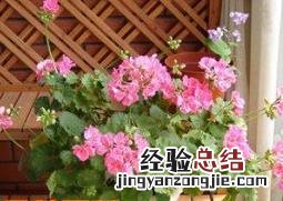 天竺葵的养殖方法和注意事项 枫叶天竺葵的养殖方法和注意事项