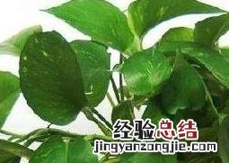 绿萝的养殖方法与注意事项 绿萝的正确养殖方法