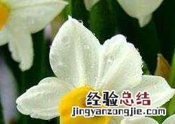 水仙花的养殖方法水培图片 水仙花的养殖方法