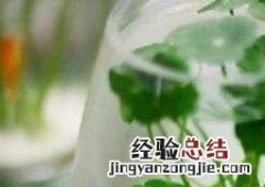 铜钱草水培怎么养 铜钱草水培怎么养爆盆 百度网盘