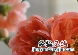 长寿乐海棠的养殖方法和注意事项 长寿乐海棠的养殖方法
