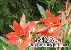 朱顶兰花有毒吗 兰花和朱顶红是一种花吗