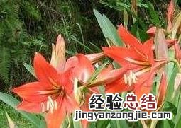 朱顶兰花有毒吗 兰花和朱顶红是一种花吗