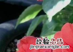 单瓣非洲凤仙花的养殖方法 重瓣非洲凤仙花的养殖方法