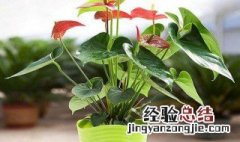 红掌叶子发黑干枯卷起 红掌叶子发黑干枯