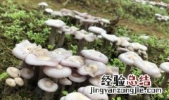 竹菇怎么做好吃 竹菇有哪些做法