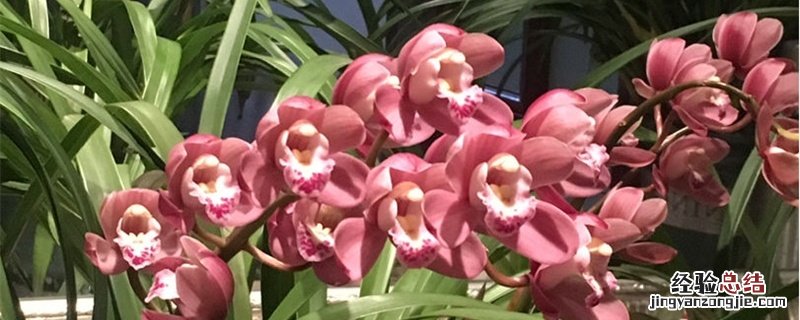 蕙兰种植方法和时间 蕙兰的种植方法