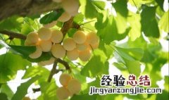 银杏果的作用 银杏果的营养价值