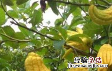 金佛手瓜的功效与作用 金佛手瓜的功效与作用有哪些?