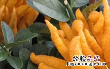 金佛手瓜的功效与作用 金佛手瓜的功效与作用有哪些?