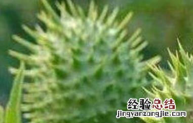 刺苹果可不可以吃 刺苹果和姑娘果能吃吗
