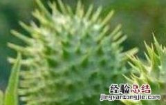 刺苹果可不可以吃 刺苹果和姑娘果能吃吗