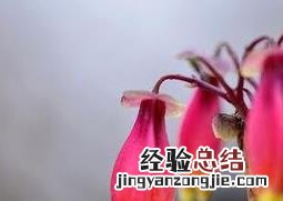 如何养宫灯长寿花 长寿宫灯的养殖方法和注意事项