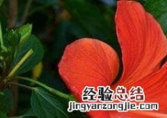 朱槿花如何防治病虫害 朱槿花如何防治病虫害