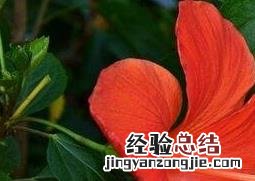 朱槿花如何防治病虫害 朱槿花如何防治病虫害