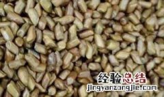 决明子和什么搭配最好 三种人坚决不能吃决明子