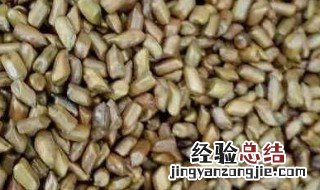 决明子和什么搭配最好 三种人坚决不能吃决明子