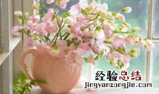 夏季适合播种什么花卉 夏季适合播种什么花卉植物