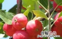 小沙果的功效与作用 小沙果的营养