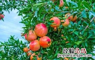 白石榴树和红石榴树的区别图 白石榴树和红石榴树的区别
