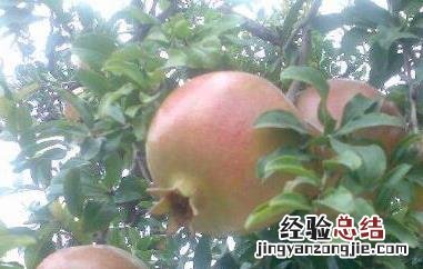 白石榴树和红石榴树的区别图 白石榴树和红石榴树的区别