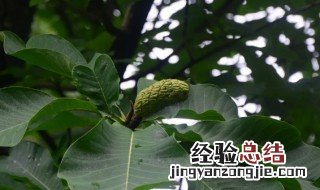 厚朴的功效作用 厚朴的营养价值