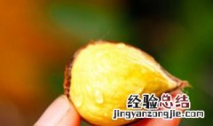 生栗子的功效与作用 熟栗子的功效与作用及禁忌