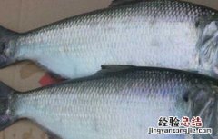 鲥鱼的家常做法大全 鲽鱼家常做法大全