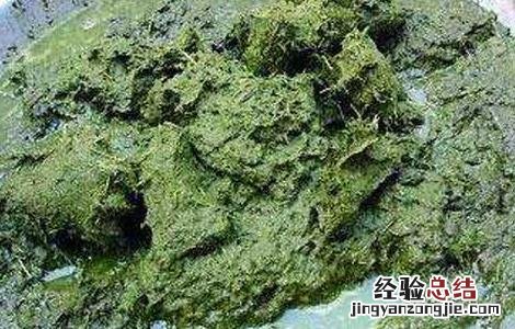 牛粪火锅是怎么做的图片 牛粪火锅是怎么做的