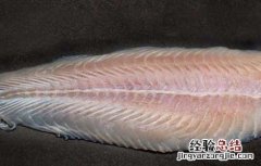 龙利鱼柳的做法大全家常窍门 龙利鱼柳的做法大全