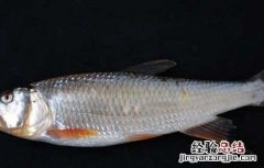 马口鱼的家常做法大全图解 马口鱼的家常做法大全