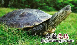 乌龟为什么老缩着脖子 乌龟为什么老缩着脖子睡觉