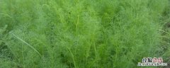 茴香种植方法和时间几月播种 茴香种植方法和时间