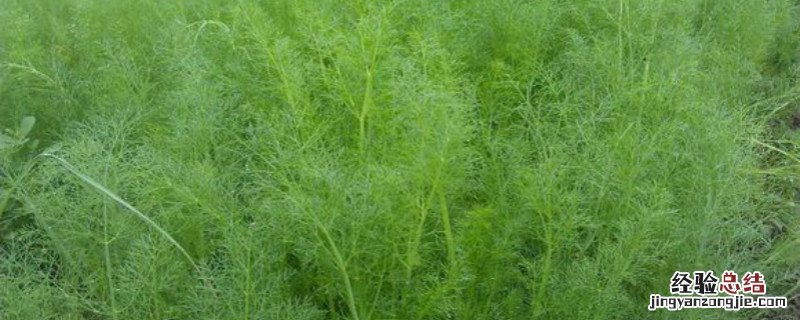 茴香种植方法和时间几月播种 茴香种植方法和时间